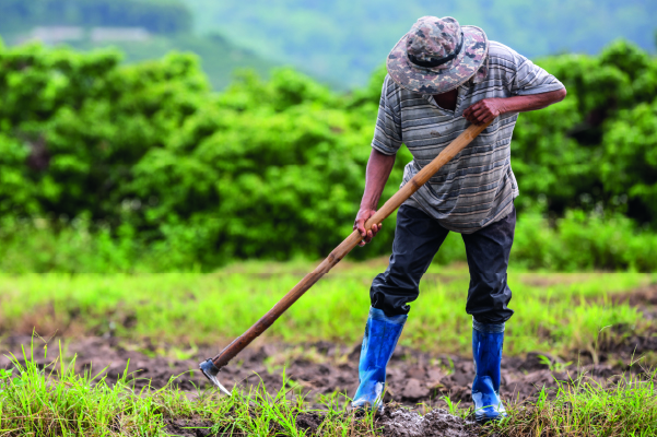 Capacitación para productores Norma de FSMA de productos agrícolas frescos